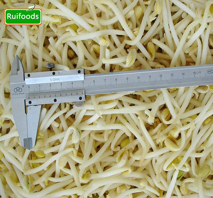 IQF Mung Bean Sprout