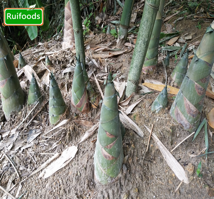 IQF Bamboo Shoot