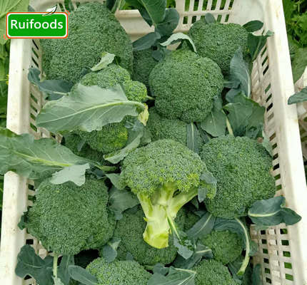 IQF Broccoli