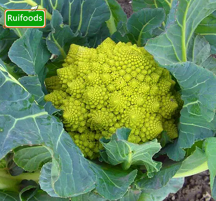 IQF Romanesco Broccoli