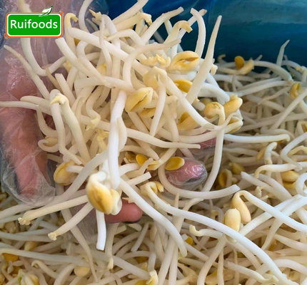 IQF Mung Bean Sprout