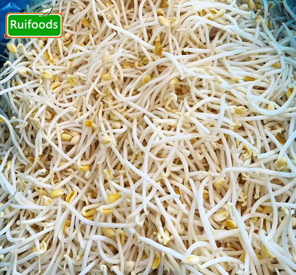 IQF Mung Bean Sprout