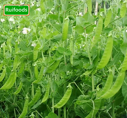 IQF Pea Pods (Snow Peas)