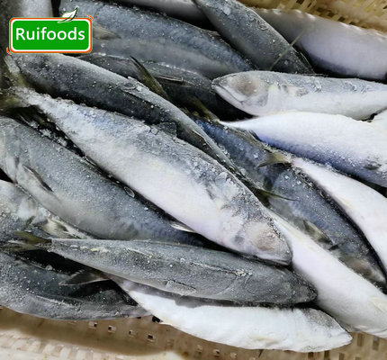 Canned mackerel in Tomato sauce