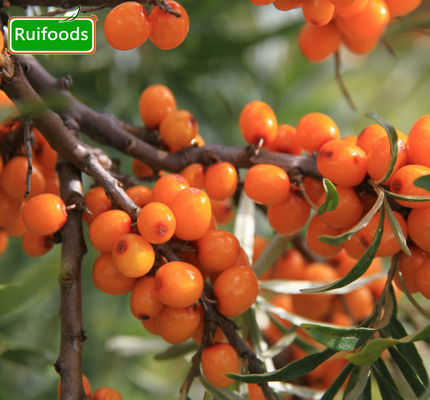 IQF Seabuckthorn