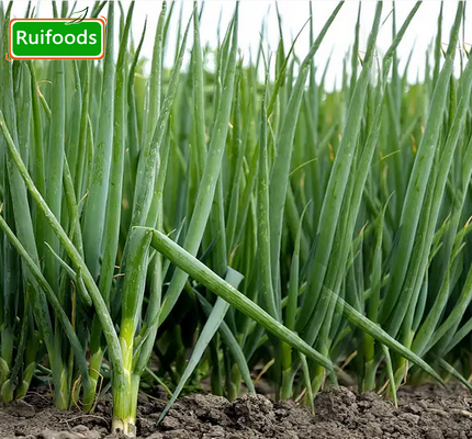 IQF Spring Onion